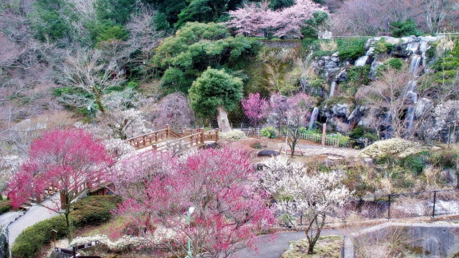 熱海 梅園 開花 状況 2020