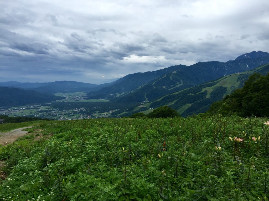 白馬より 岩岳ゆり園 山麓が見ごろです 公式 白馬ホテルパイプのけむり