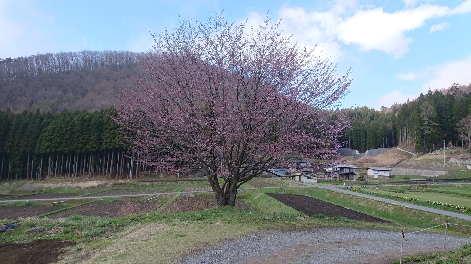 白馬より 野平の一本桜 19 04 26時点 公式 白馬ホテルパイプのけむり